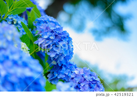 あじさい あじさい 42519321