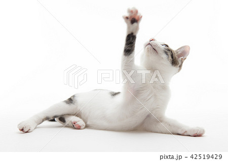 手を挙げている猫 手を挙げている猫 42519429