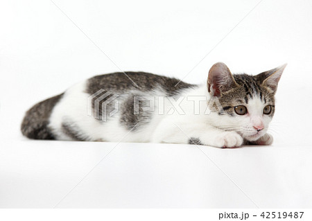 獲物を狙う子猫の写真素材