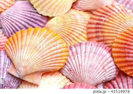 ヒオウギ貝 42519978