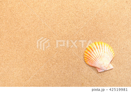 ヒオウギ貝とコルクボード 42519981
