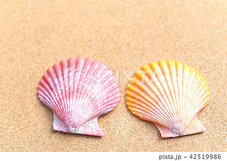 ヒオウギ貝とコルクボード 42519986