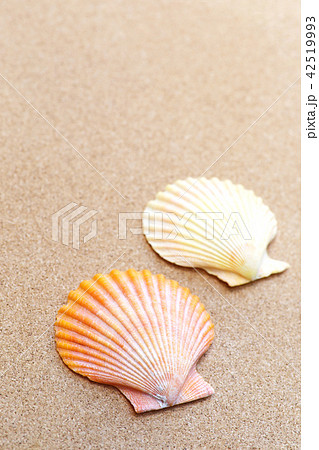 ヒオウギ貝とコルクボード 42519993