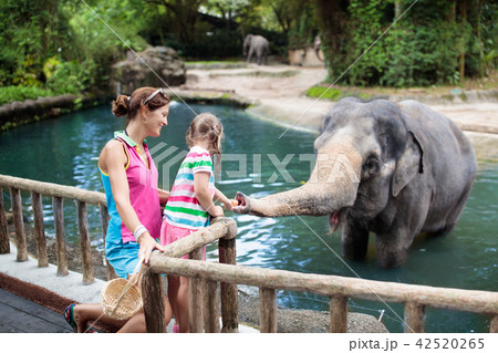 Kids feed elephant in zoo. Family at animal park. 42520265