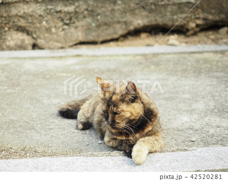 サビ柄の野良猫 42520281