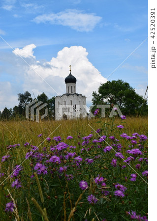 Pokrova church and beautiful knapweed flowers 42520391