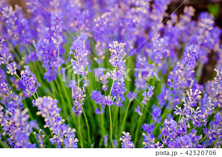 Soft focus flowers, beautiful flowers blooming. Soft focus flowers, beautiful flowers blooming. 42520706