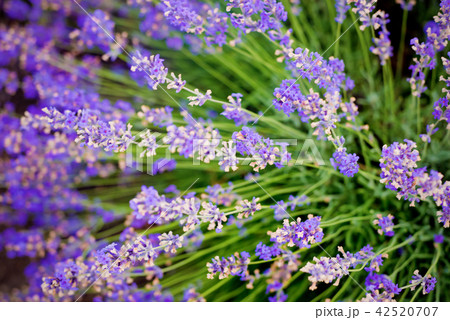 Soft focus flowers, beautiful flowers blooming. Soft focus flowers, beautiful flowers blooming. 42520707