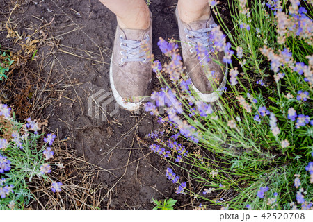 Dirty shoes close-up on a lavender field. Dirty shoes close-up on a lavender field. 42520708