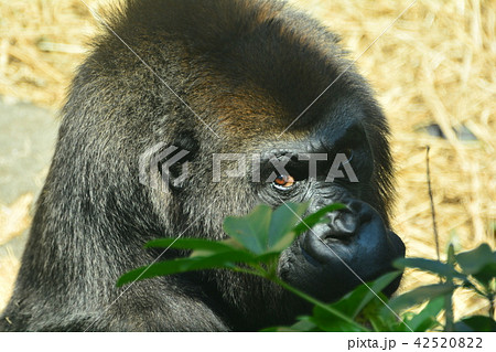 ゴリラ ゴリラ 42520822