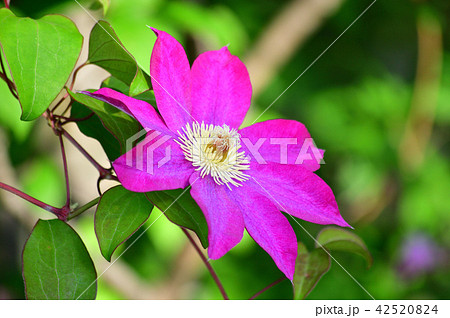 背景をぼかして、「クレマチス」の一種と推定される植物の花を撮影した写真 背景をぼかして、「クレマチス」の一種と推定される植物の花を撮影した写真 42520824