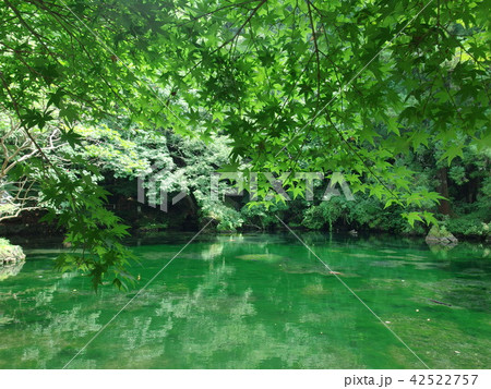 出流原弁天池 夏2018年 出流原弁天池 夏2018年 42522757