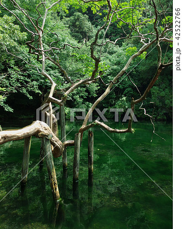 出流原弁天池 夏2018年 出流原弁天池 夏2018年 42522766