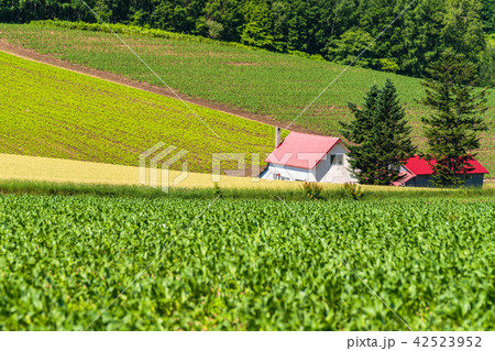 《北海道》美瑛の丘・赤い屋根の家と田園風景 42523952