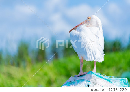 桃色ペリカン 42524229