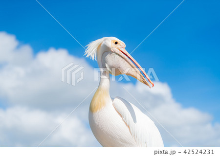 桃色ペリカン 42524231