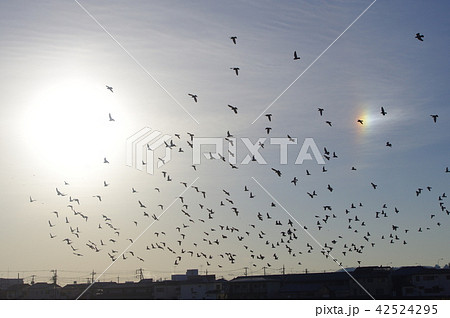 朝日と虹の中を羽ばたく鳥 朝日と虹の中を羽ばたく鳥 42524295