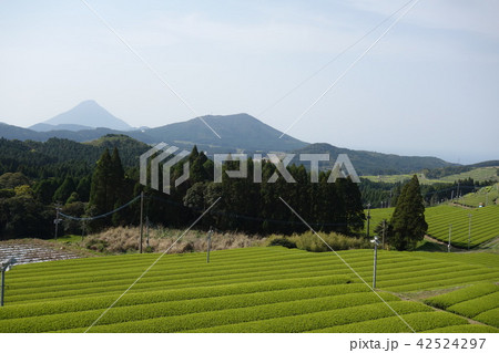 開聞岳　池田湖　かいもんだけ　旅行　指宿　南九州　雲 42524297