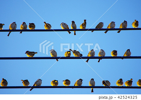 スズメの群れ 42524325