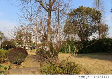 公園 公園 42524411