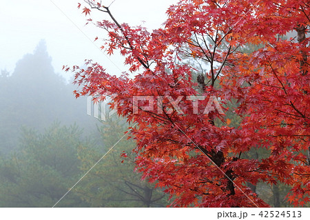 霧と紅葉 42524513