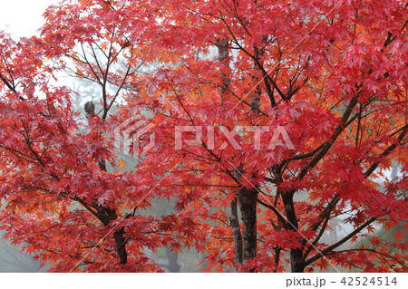霧と紅葉 霧と紅葉 42524514