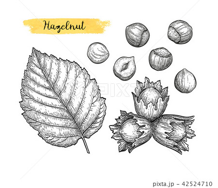 Ink sketch of hazelnut. 42524710