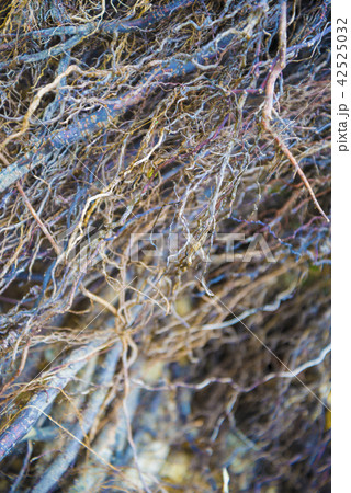 Tree roots very small 42525032