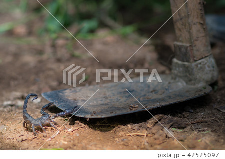 Scorpion is fighting with the spade of farmer. 42525097