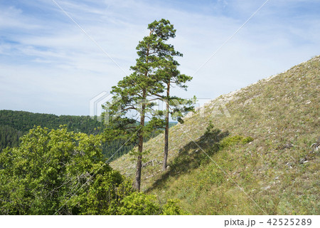 Strelnaya Mountain. Attraction of the Samara region 42525289