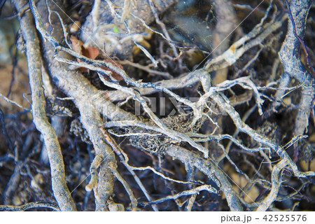 Tree roots very small Tree roots very small 42525576