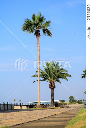 田ノ浦海浜公園 田ノ浦海浜公園 42526820