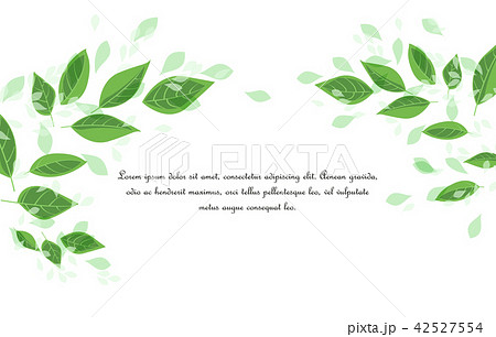 Green tree leaves Green tree leaves 42527554