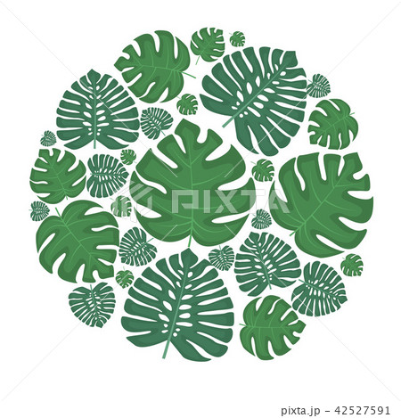 Palm green leaves Palm green leaves 42527591