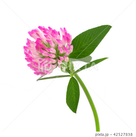Clover flower on a stem with green leaves, isolated on white background. 42527838