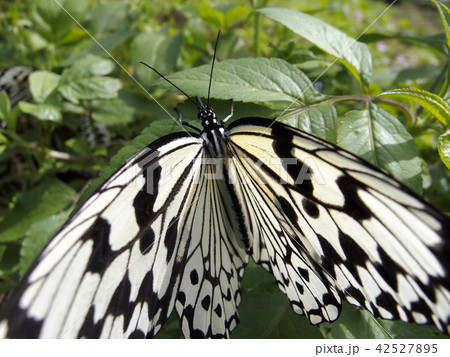 オオゴマダラ 42527895