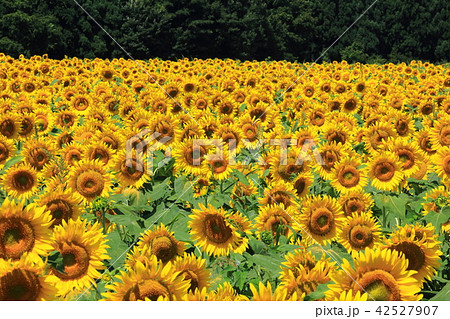 ひまわり畑 42527907
