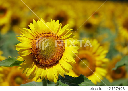 ひまわり畑 42527908
