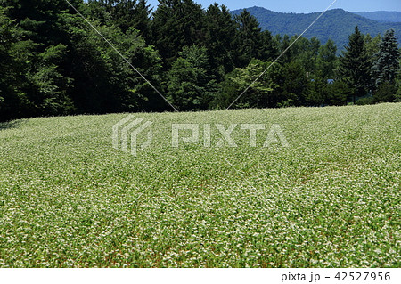 蕎麦畑 蕎麦畑 42527956