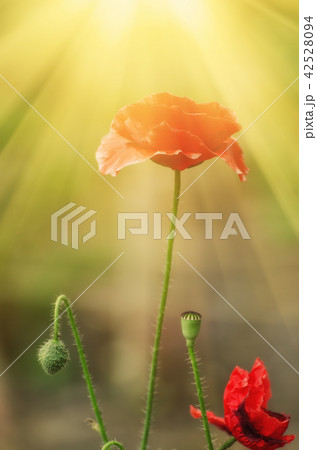 Red spring poppy 42528094