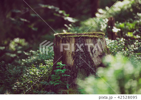 North scandinavian forest North scandinavian forest 42528095