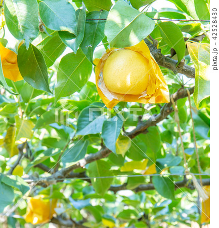 二十世紀梨〜紙袋に入っている 42528430