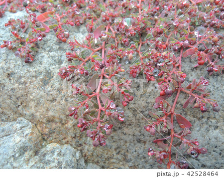 茎が赤い植物の水滴 茎が赤い植物の水滴 42528464