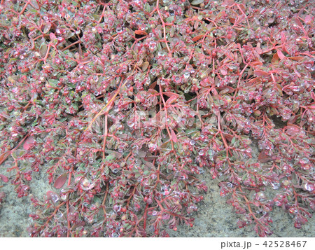 茎が赤い植物の水滴の写真素材