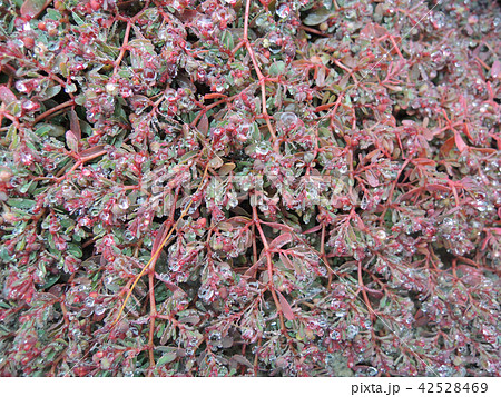茎が赤い植物の水滴 茎が赤い植物の水滴 42528469