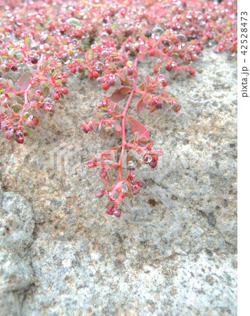 茎が赤い植物の水滴 茎が赤い植物の水滴 42528473
