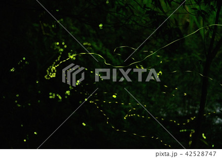 ホタル舞い 42528747