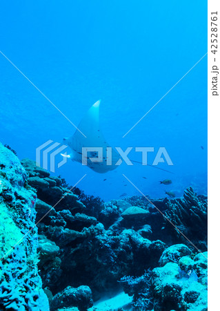 サンゴ礁の海を泳ぐマンタ(Manta birostris) ヤップ島・ミクロネシア 42528761