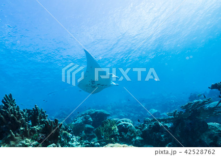 サンゴ礁の海を泳ぐマンタ(Manta birostris) ヤップ島・ミクロネシア 42528762