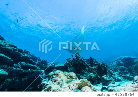 サンゴ礁の海を泳ぐマンタ(Manta birostris) ヤップ島・ミクロネシア 42528764